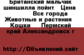 Британский мальчик шиншилла-пойнт › Цена ­ 5 000 - Все города Животные и растения » Кошки   . Пермский край,Александровск г.